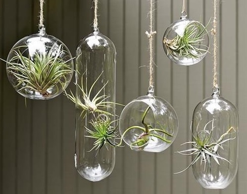 Bí quyết trồng cây Không khí